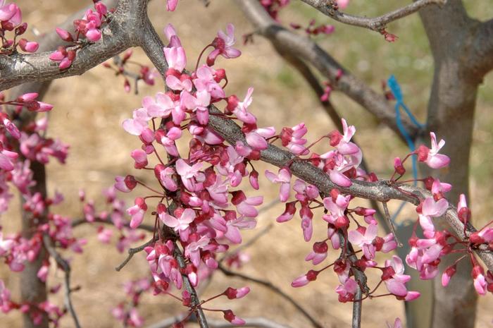 'Ruby Falls' Weeping Redbud - Cercis canadensis from Paradise Acres Garden Center