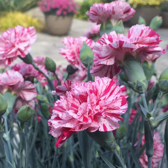 Premier™ 'Pinball Wizard' - Dianthus (Pinks) from Paradise Acres Garden Center