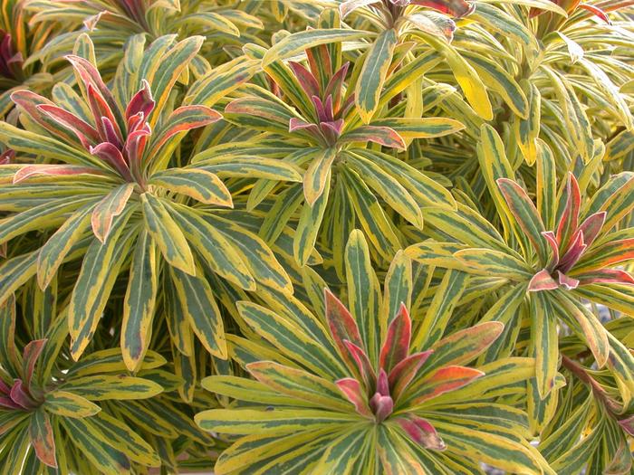 Sahara™ 'Ascot Rainbow' - Euphorbia x martinii (Spurge) from Paradise Acres Garden Center