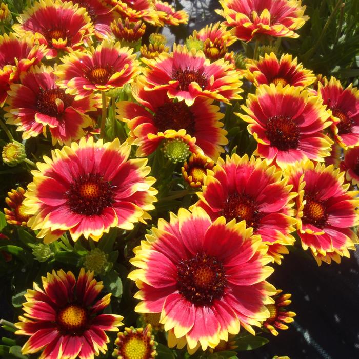 Realflor® Compact 'Sunset Snappy' - Gaillardia (Blanket Flower) from Paradise Acres Garden Center