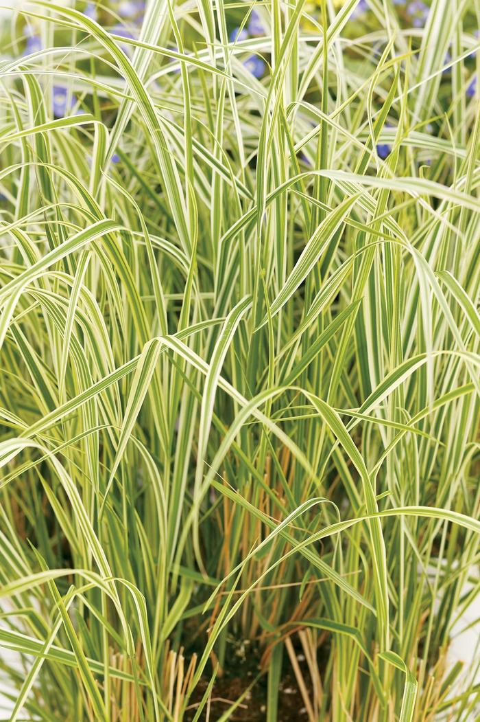 'Overdam' Feather Reed Grass - Calamagrostis acutiflora from Paradise Acres Garden Center