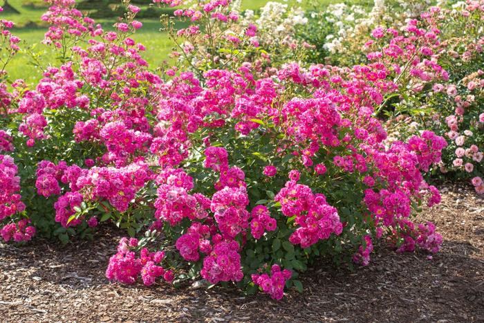 Pretty Polly® Pink - Rosa (Rose) from Paradise Acres Garden Center