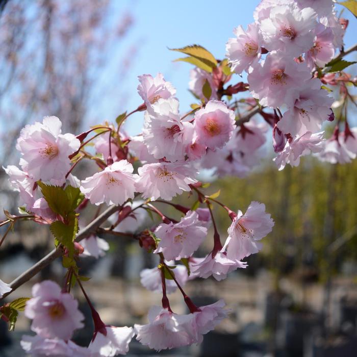 'First Blush®' Flowering Cherry - Prunus from Paradise Acres Garden Center