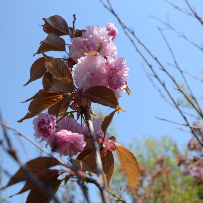'Kwanzan' Flowering Cherry - Prunus serrulata from Paradise Acres Garden Center