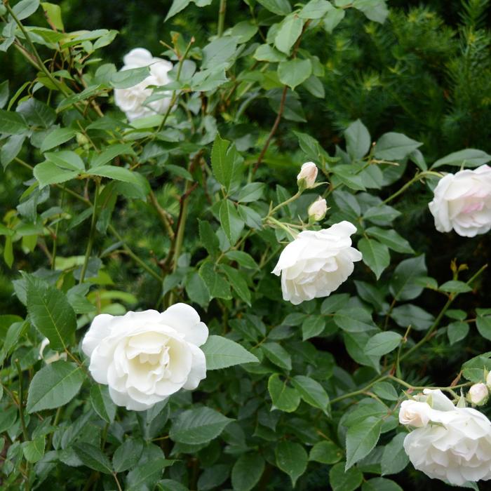 'Iceberg' Shrub Rose - Rosa from Paradise Acres Garden Center