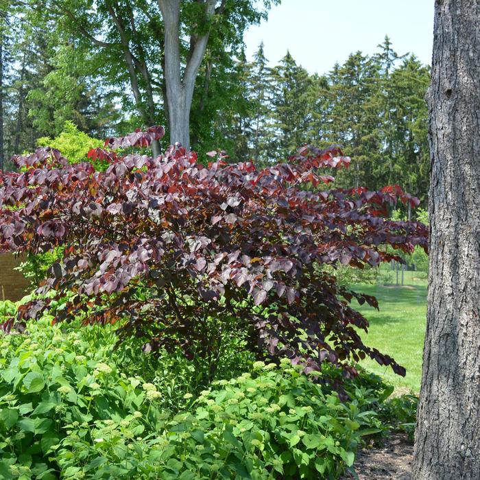 'Forest Pansy' Redbud - Cercis canadensis from Paradise Acres Garden Center