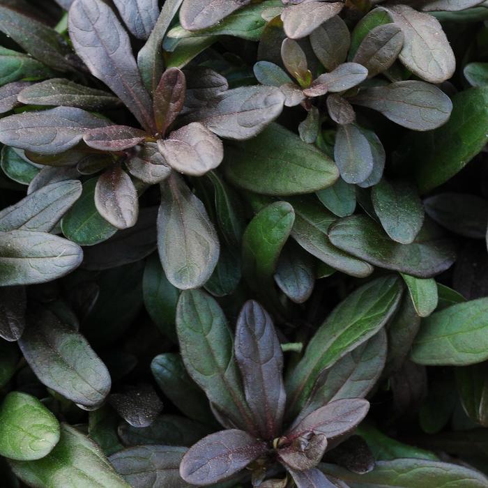 'Chocolate Chip' Bugleweed - Ajuga reptans from Paradise Acres Garden Center