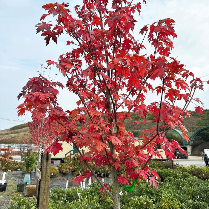 Autumn Blaze® Freeman Maple - Acer x freemanii from Paradise Acres Garden Center