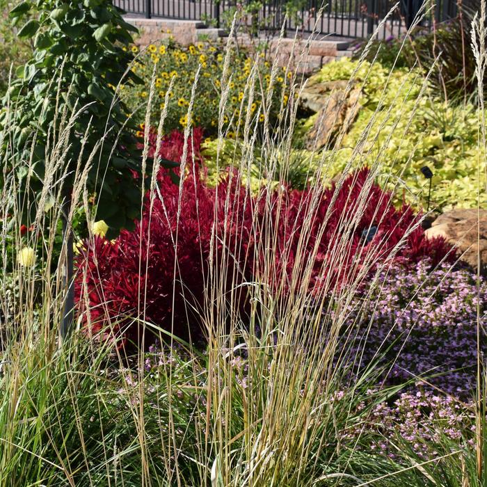 'Karl Foerster' Feather Reed Grass - Calamagrostis acutiflora from Paradise Acres Garden Center