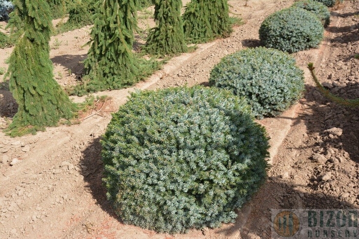 'Nana' Dwarf Serbian Spruce - Picea omorika from Paradise Acres Garden Center