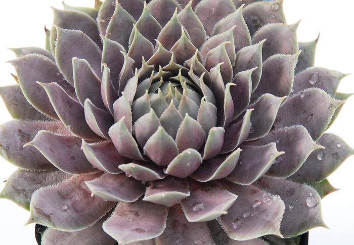 Chick Charms® Berry Blues™ - Sempervivum (Hen and Chicks) from Paradise Acres Garden Center