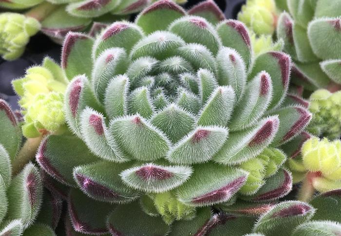 Chick Charms® Sugar Shimmer™ - Sempervivum (Hen and Chicks) from Paradise Acres Garden Center
