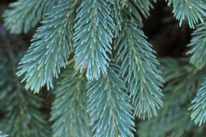 'Densata' Black Hills Spruce - Picea glauca from Paradise Acres Garden Center