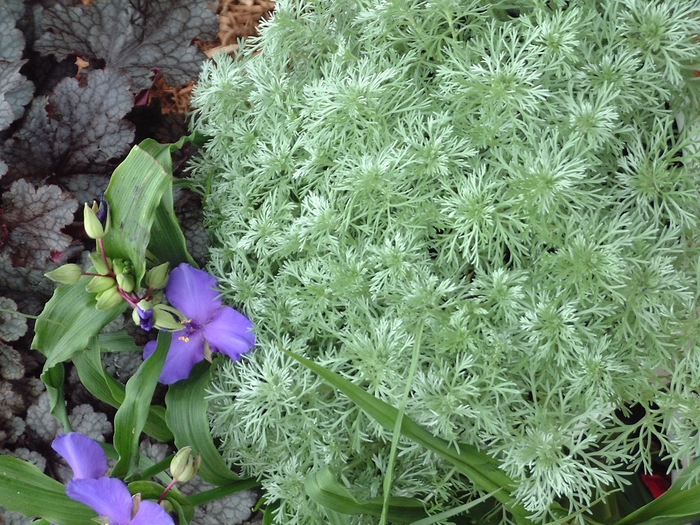 'Silver Mound' Wormwood - Artemisia schmidtiana from Paradise Acres Garden Center