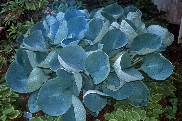 'Abiqua Drinking Gourd' Hosta, Plantain Lily - Hosta from Paradise Acres Garden Center