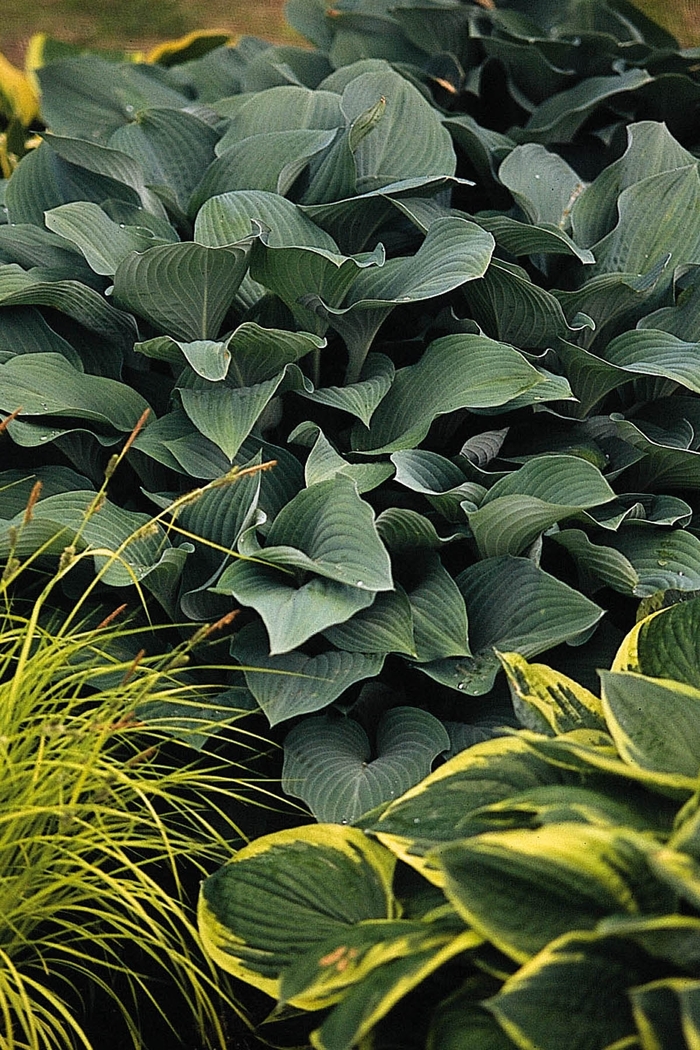 'Krossa Regal' Hosta, Plantain Lily - Hosta from Paradise Acres Garden Center