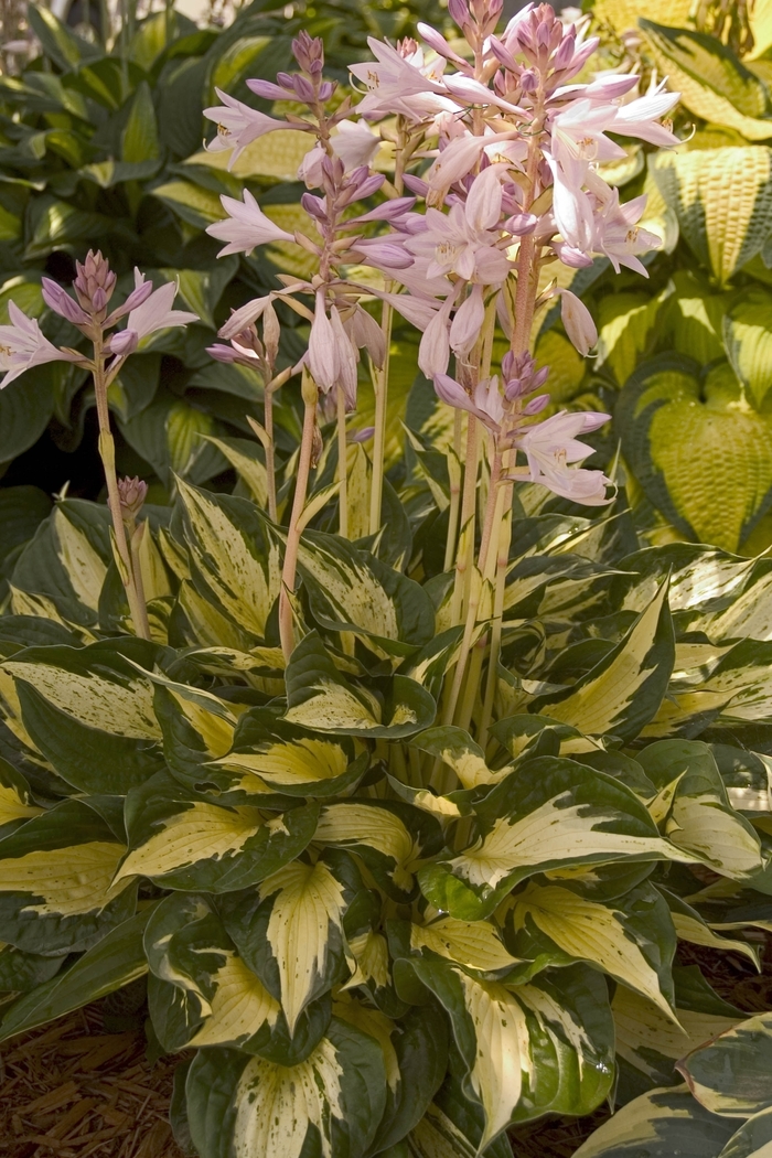 'Revolution' Hosta, Plantain Lily - Hosta from Paradise Acres Garden Center