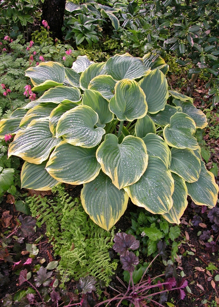 'Sagae' Hosta, Plantain Lily - Hosta from Paradise Acres Garden Center