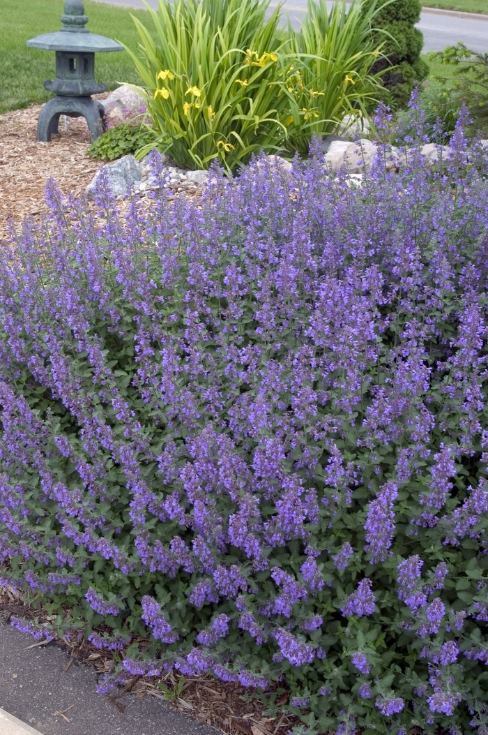 'Walker's Low' Catmint - Nepeta racemosa from Paradise Acres Garden Center