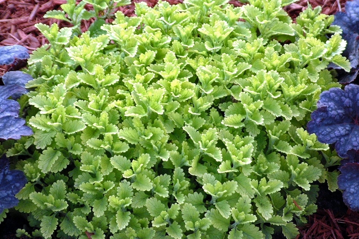 'Summer Sunshine' Germander - Teucrium chamaedrys from Paradise Acres Garden Center