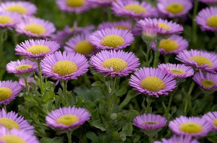 Beach Aster - Erigeron glaucus from Paradise Acres Garden Center
