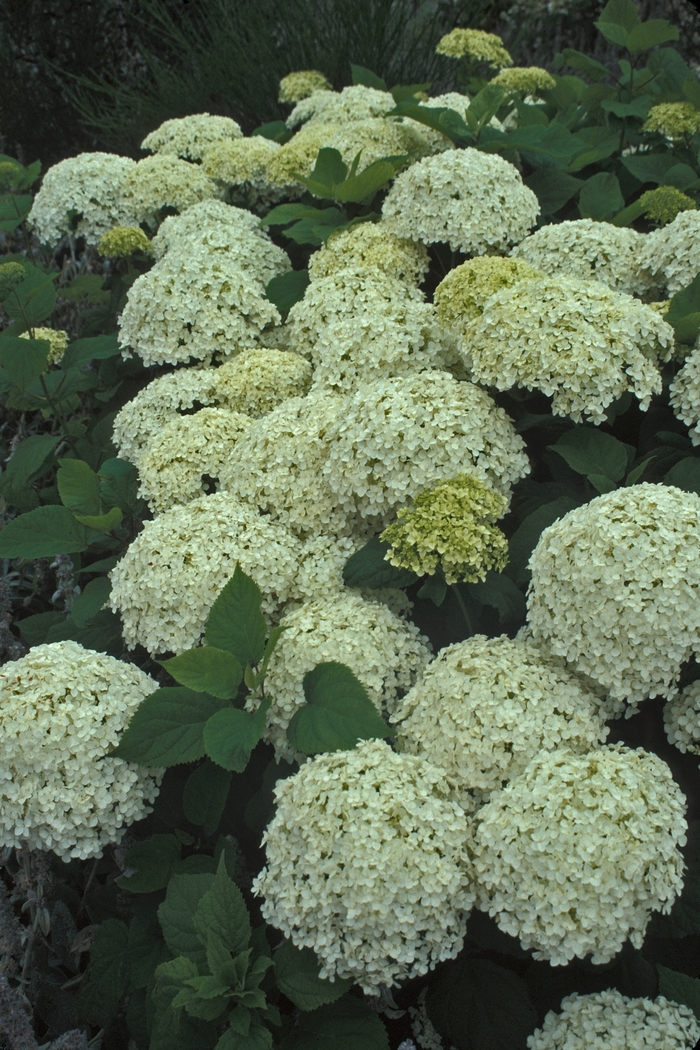 'Annabelle' - Hydrangea arborescens (Smooth Hydrangea) from Paradise Acres Garden Center