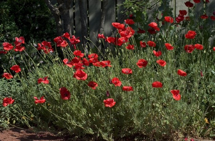 'Multiple Varieties' Poppy - Papaver from Paradise Acres Garden Center