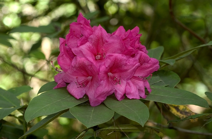 'Anna Rose Whitney' - Rhododendron from Paradise Acres Garden Center
