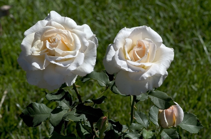 'French Lace' Rose - Rosa from Paradise Acres Garden Center