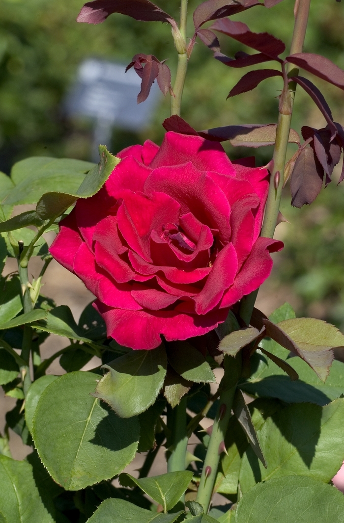 'Mister Lincoln' Hybrid Tea Rose - Rosa from Paradise Acres Garden Center