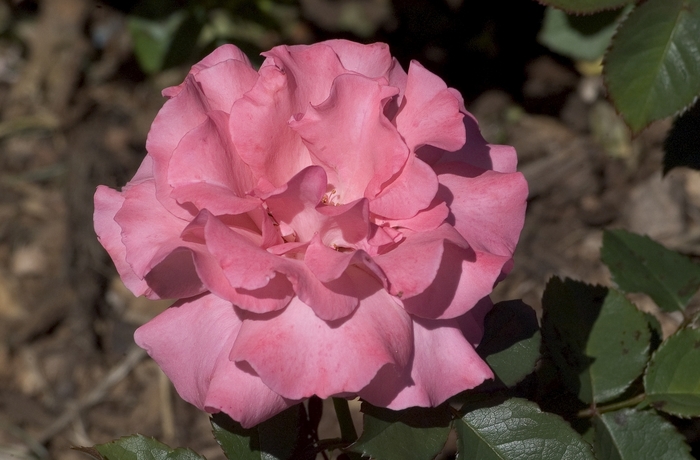 'Pleasure' Rose - Rosa from Paradise Acres Garden Center