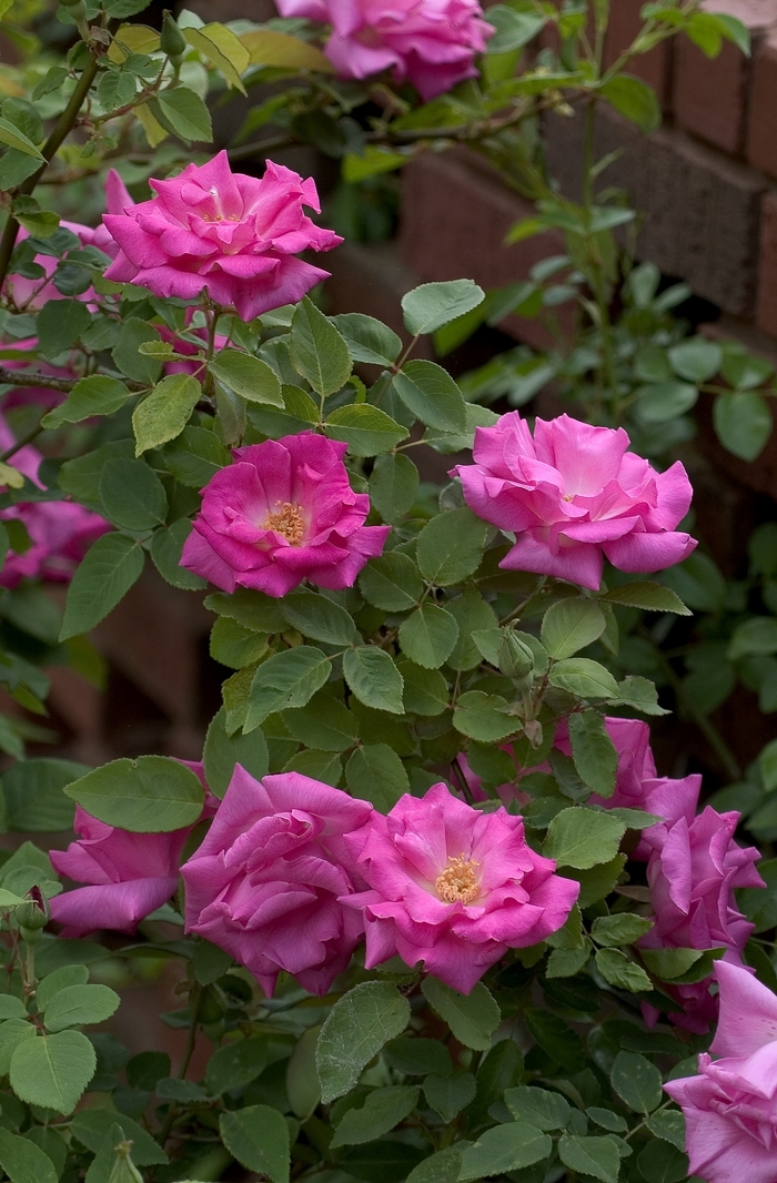 'Zepherine Drouhin' Rose - Rosa from Paradise Acres Garden Center