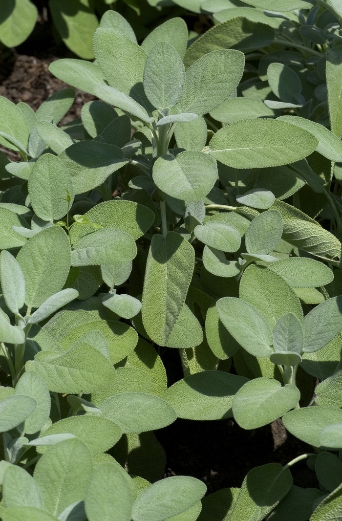 'Berggarten' Sage - Salvia officinalis from Paradise Acres Garden Center