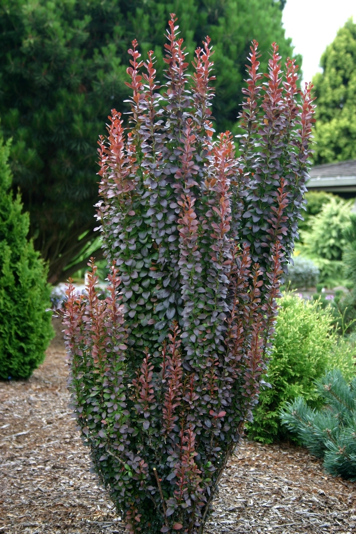 'Helmond Pillar' Barberry - Berberis thunbergii from Paradise Acres Garden Center