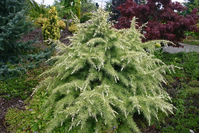 'Silver Mist' Deodar Cedar - Cedrus deodora from Paradise Acres Garden Center