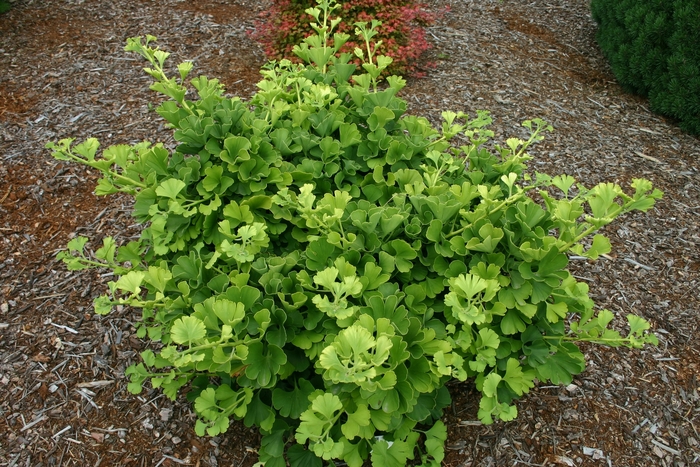 'Mariken' Ginkgo Tree - Ginkgo biloba from Paradise Acres Garden Center