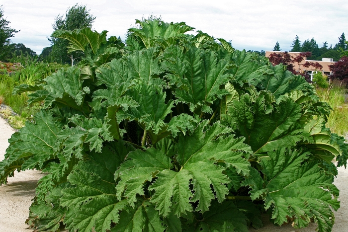 Giant Rhubarb - Gunnera tinctoria from Paradise Acres Garden Center