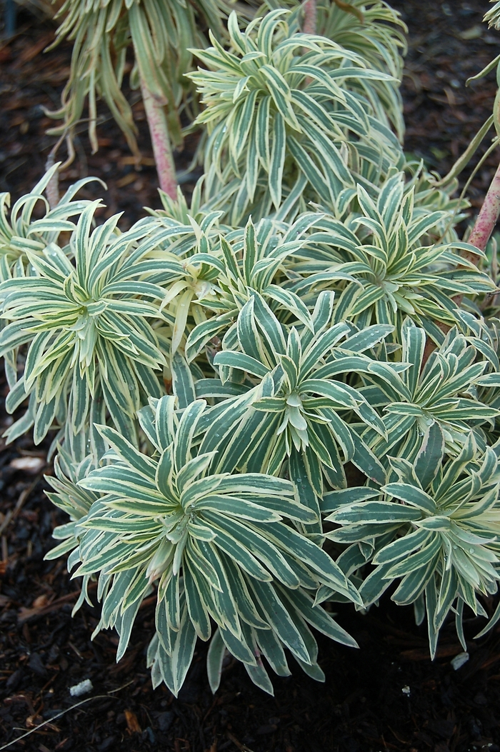 Sahara&trade; 'Tasmanian Tiger' - Euphorbia (Spurge) from Paradise Acres Garden Center