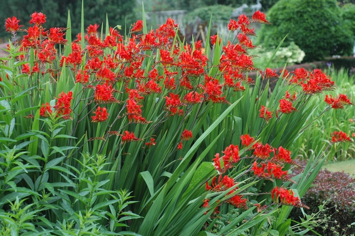 'Lucifer' Monbretia - Crocosmia aurea from Paradise Acres Garden Center