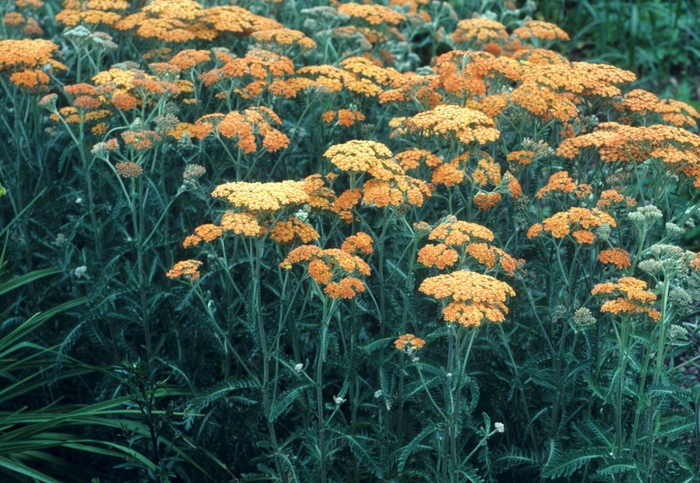 'Terra Cotta' Yarrow - Achillea millefolium from Paradise Acres Garden Center