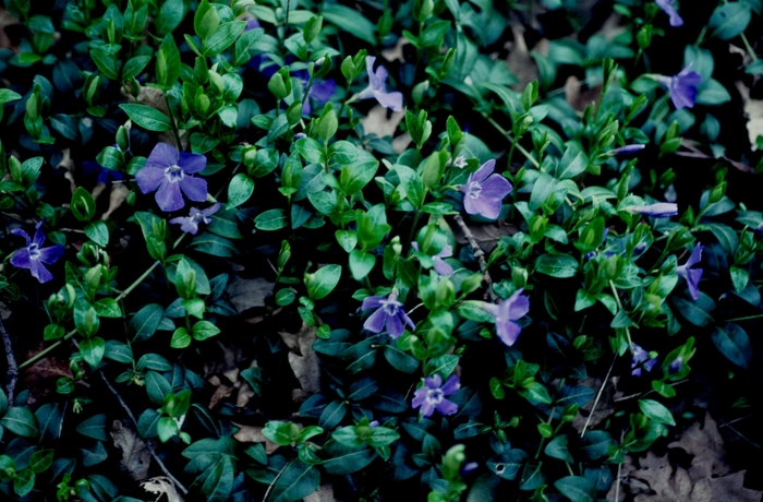 'Bowles Cunningham' Periwinkle - Vinca minor from Paradise Acres Garden Center