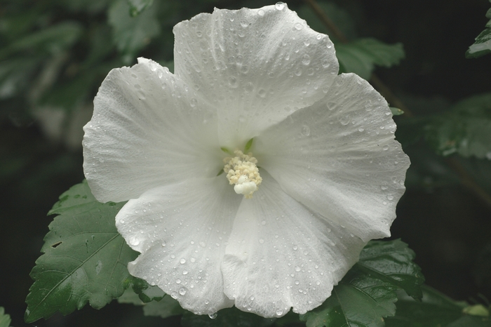 'Diana' Diana Rose of Sharon - Hibiscus syriacus from Paradise Acres Garden Center
