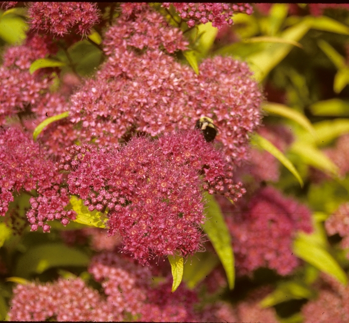 'Goldflame' Spirea - Spiraea x bumalda from Paradise Acres Garden Center