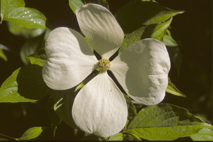 'Celestial' Dogwood - Cornus from Paradise Acres Garden Center