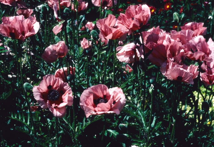 'Princess Victoria Louise' Oriental poppy - Papaver orientale from Paradise Acres Garden Center