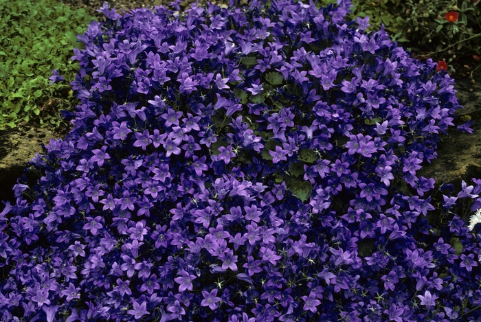 'Birch Hybrid' Bellflower - Campanula from Paradise Acres Garden Center