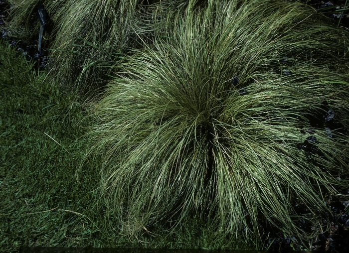 'Frosted Curls' Leatherleaf Sedge - Carex albula from Paradise Acres Garden Center