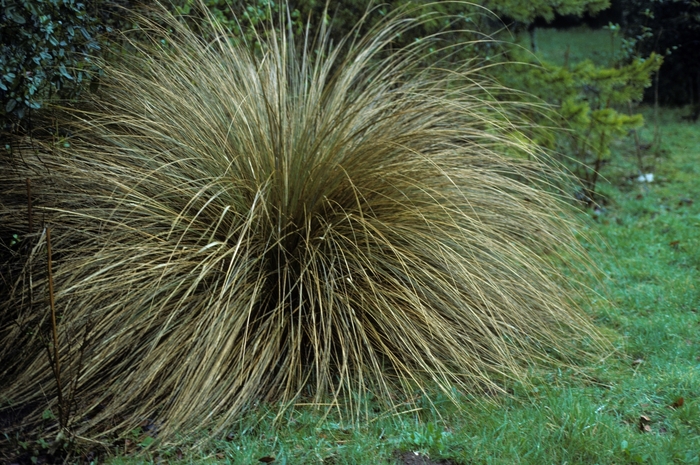 New Zealand Sedge - Carex testacea from Paradise Acres Garden Center
