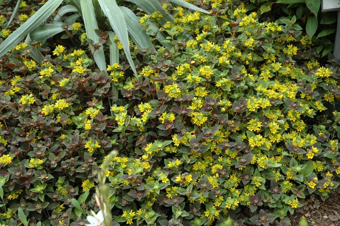 'Persian Chocolate' Loosestrife - Lysimachia congestiflora from Paradise Acres Garden Center