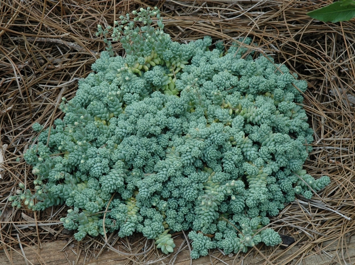 'Major' Corsican Stonecrop - Sedum dasyphyllum from Paradise Acres Garden Center